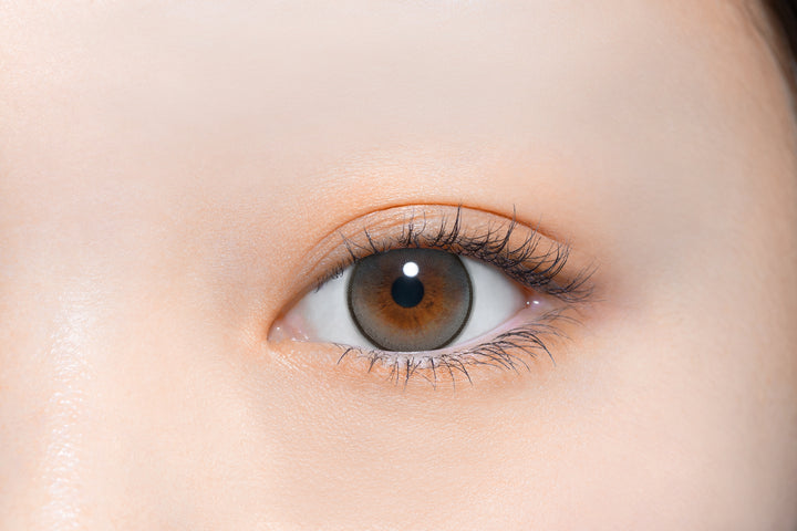 perse 1day Colored Contact Lenses - Koala Gray - 10 Pieces - 14.2mm DIA - Japanese Brand